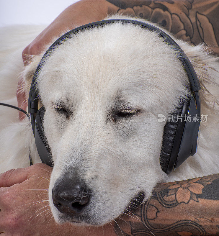 一名有纹身的男子看了看他那只带着耳机的美丽华狗。