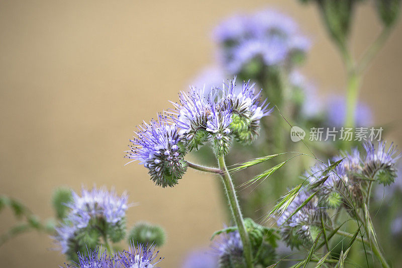 菲西莉亚在草地上――特写