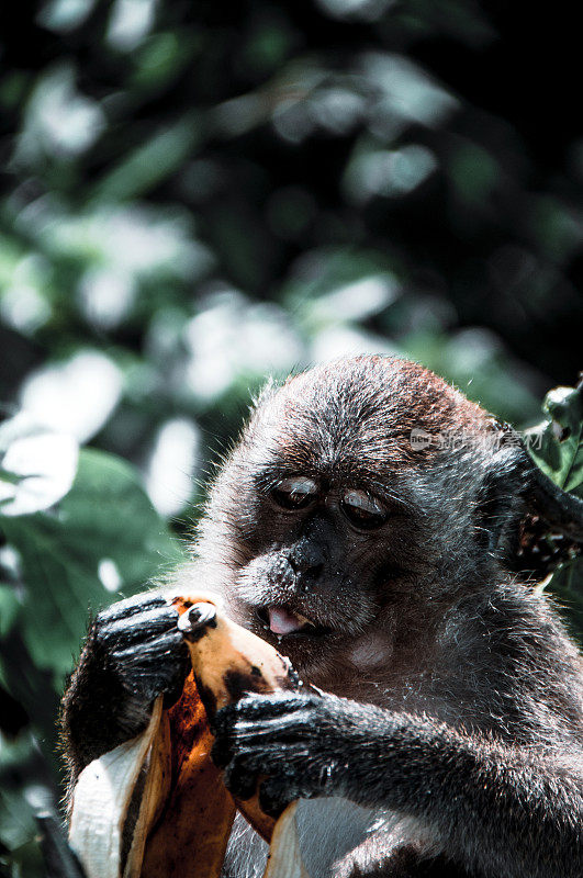 生活在泰国皮皮群岛丛林中的猴子正在吃香蕉
