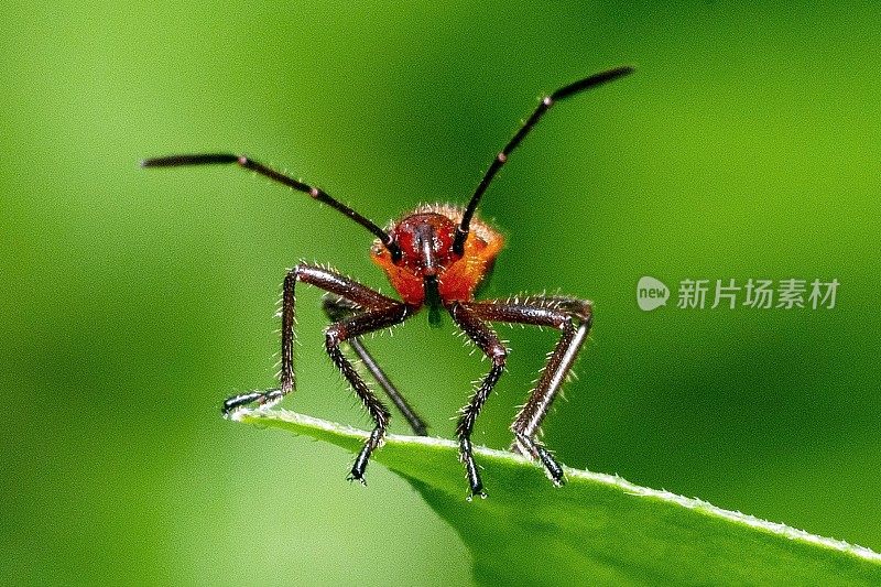 红棉虫在绿叶上看着相机。