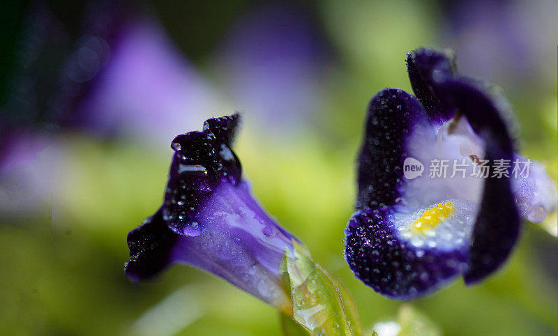 粉红色或紫色的牛油果花带水滴在家里