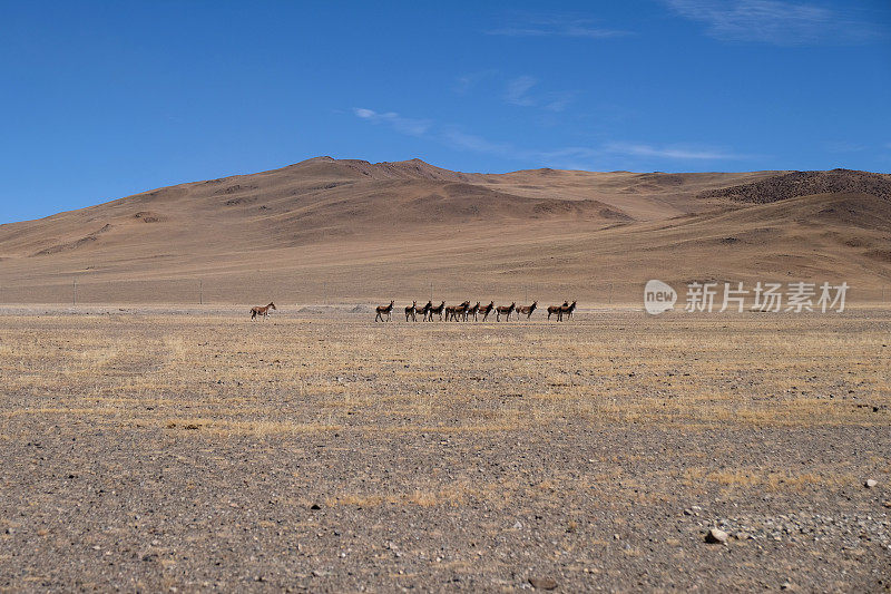 在西藏草原上奔跑的一群西藏野驴