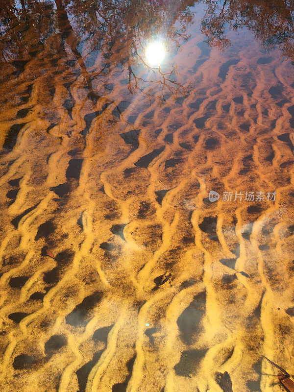 波光粼粼的浅浅的单宁水在河沙上泛起阵阵涟漪