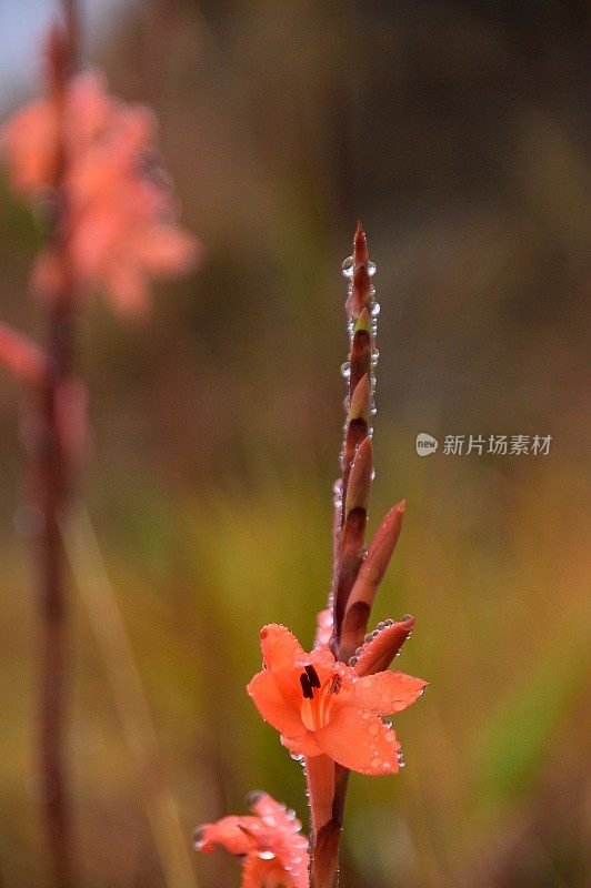 莱索托号手莉莉·沃索尼娅