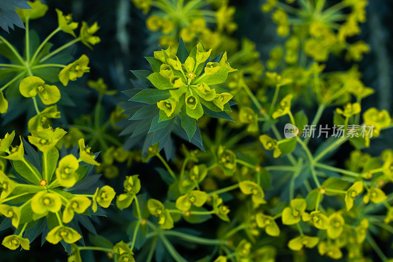 开花抗旱植物大戟