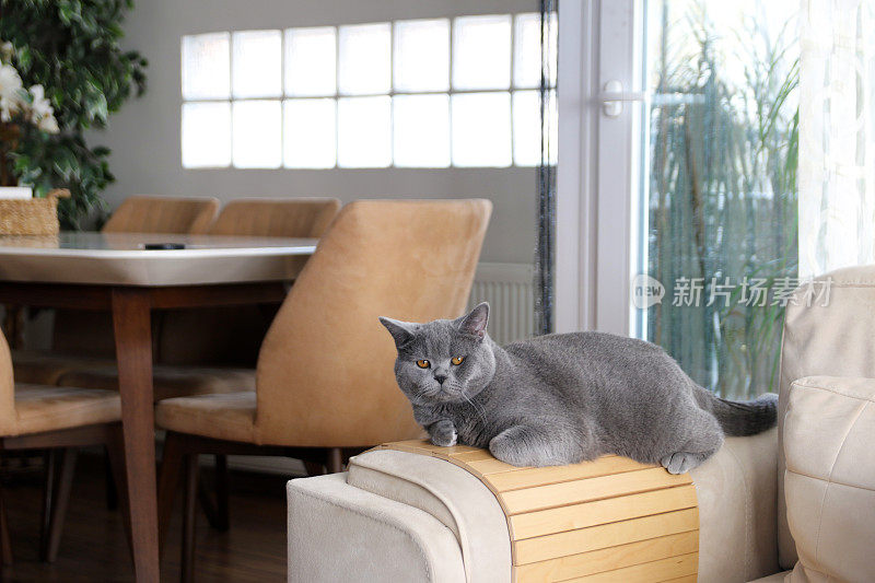 苏格兰短毛猫躺在家里的沙发上。