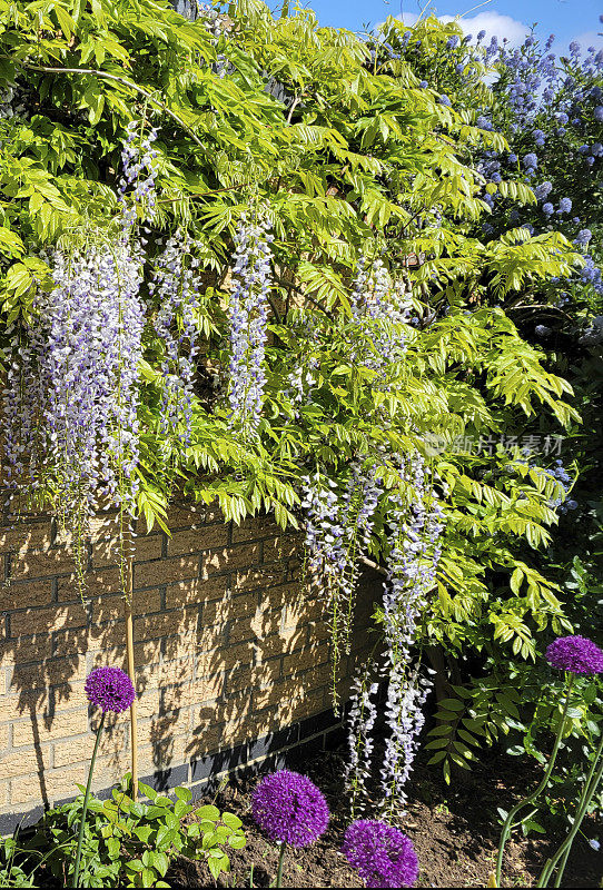 紫藤靠着围墙的花园