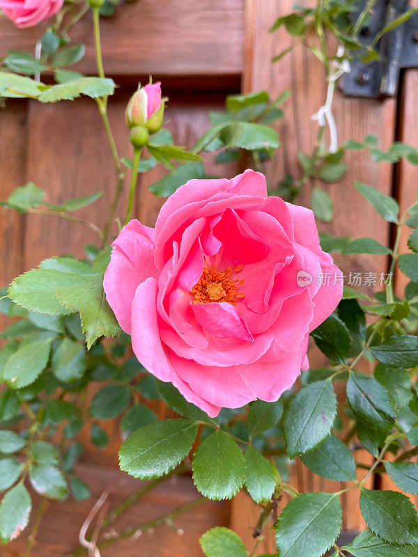 庭院里的玫瑰