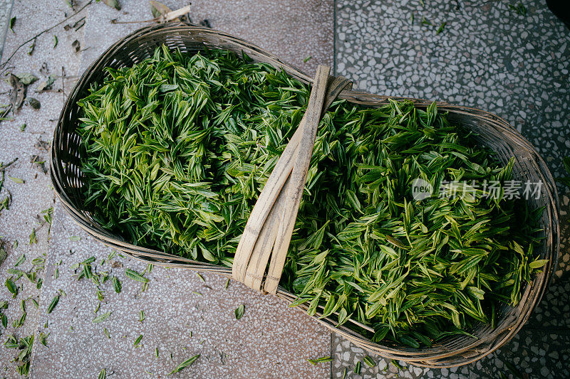 新鲜的绿茶竹篮