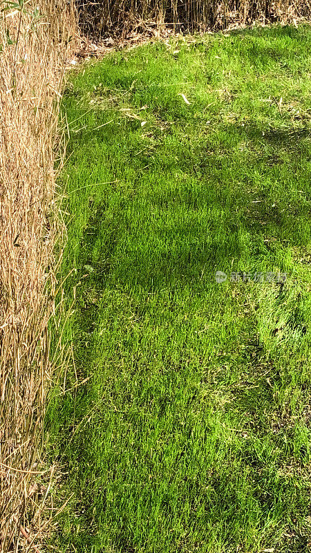 形象的绿草如茵的草坪经过冬末的养护，新鲜的绿草如茵，从播种的种子，高的视野