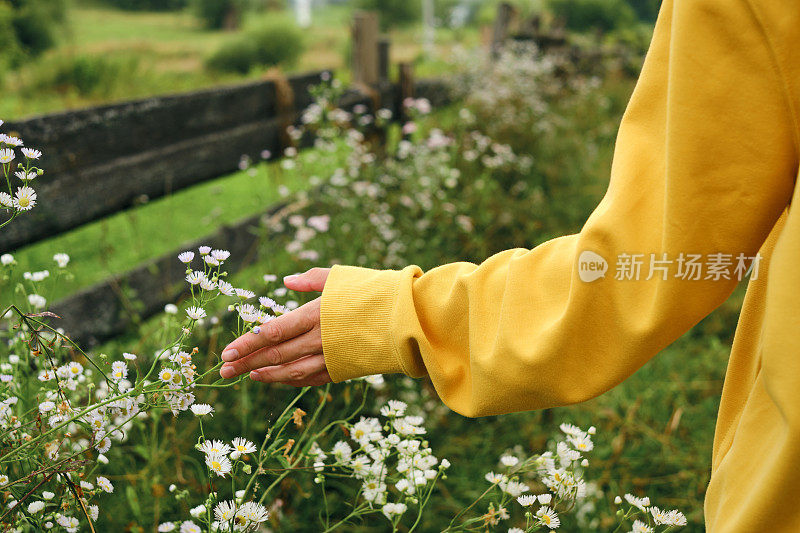 一个穿着黄色连帽衫的女孩轻轻地抚摸着乡间的白色野花。夏日漫步大自然。沿着这条小径徒步旅行。旅行和探索。健康的生活方式
