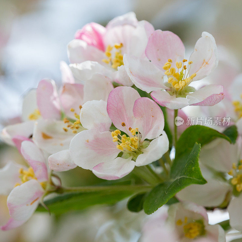 苹果树开花的特写