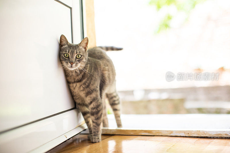 家猫进屋看摄像机