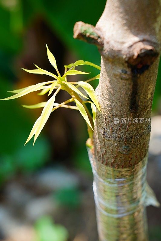 在花园里嫁接芒果树