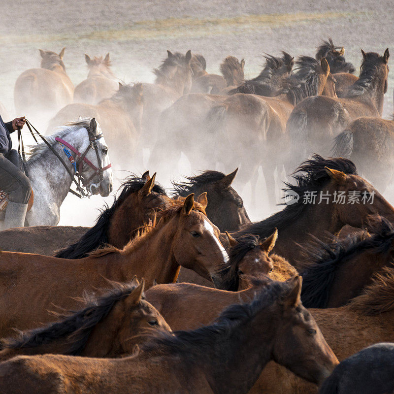 一群马在雾蒙蒙、尘土飞扬的环境中奔跑
