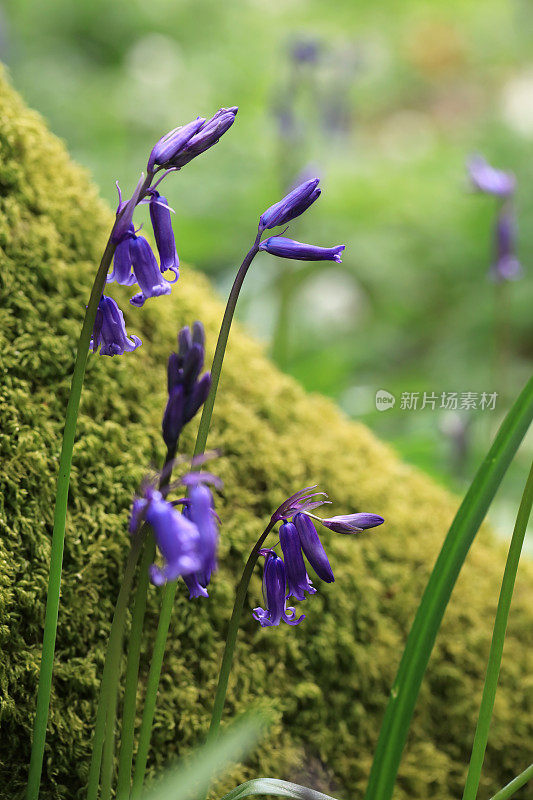 乡间的蓝铃草，艾博特森林，英国，波尔盖特