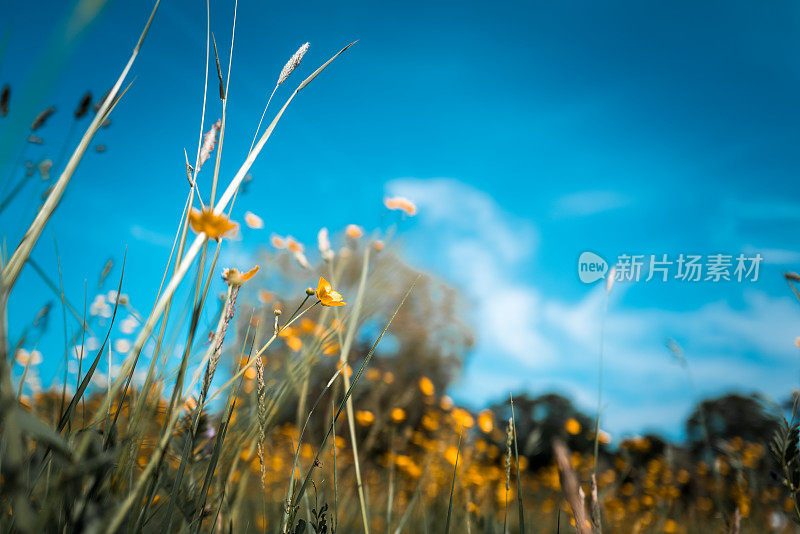 夏季草地上野生的新鲜毛茛