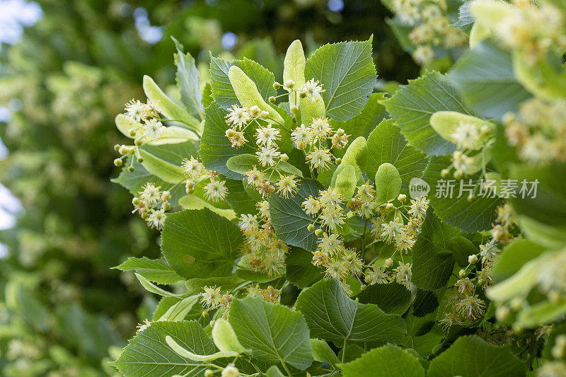 菩提树在春天开花