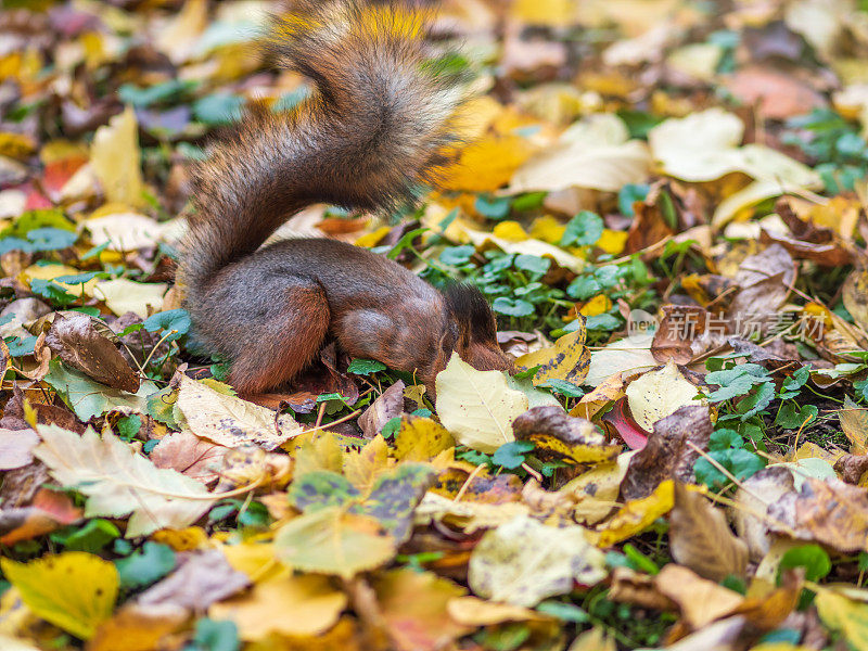 秋天的松鼠把坚果藏在落叶黄叶的绿草上
