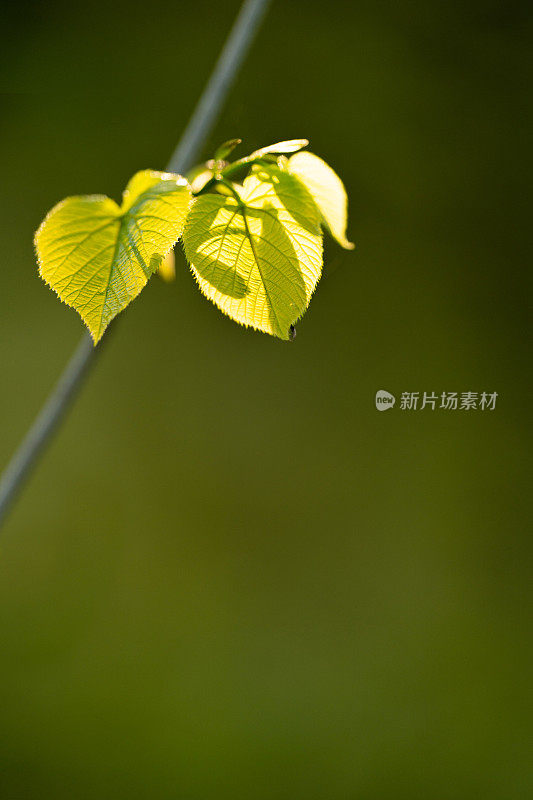 春叶和拷贝空间