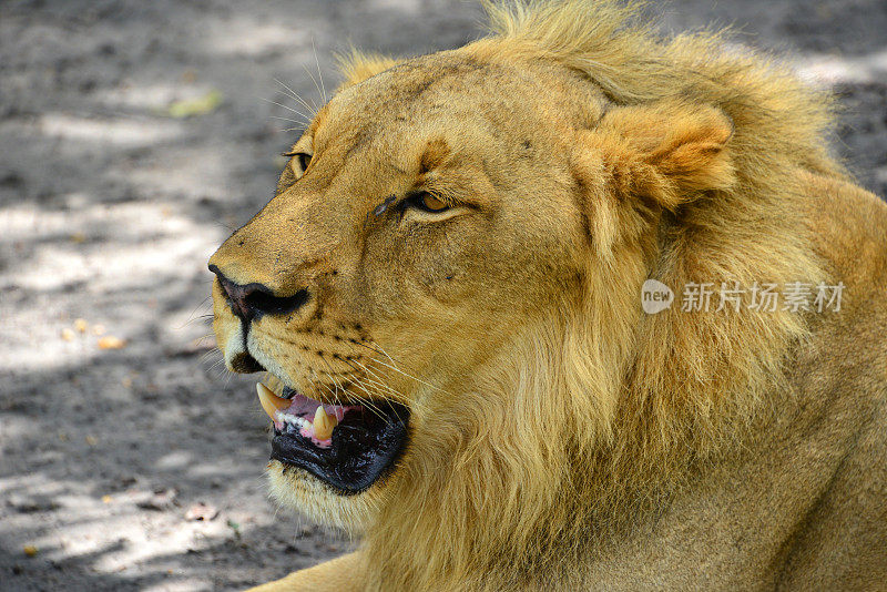 西非狮子(狮子)，头和鬃毛-萨卢姆三角洲国家公园-法萨拉保护区，法蒂克，塞内加尔