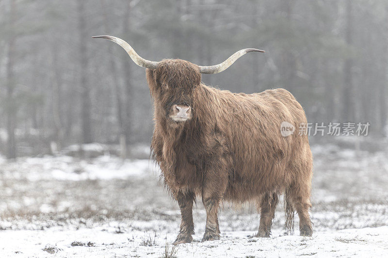 雪地里的苏格兰高地牛的肖像