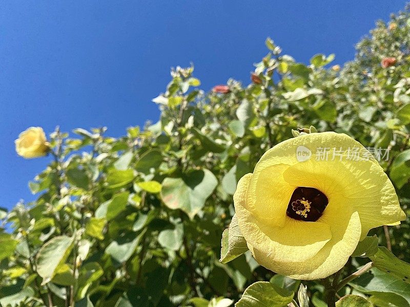 黄色海滩芙蓉树在开花