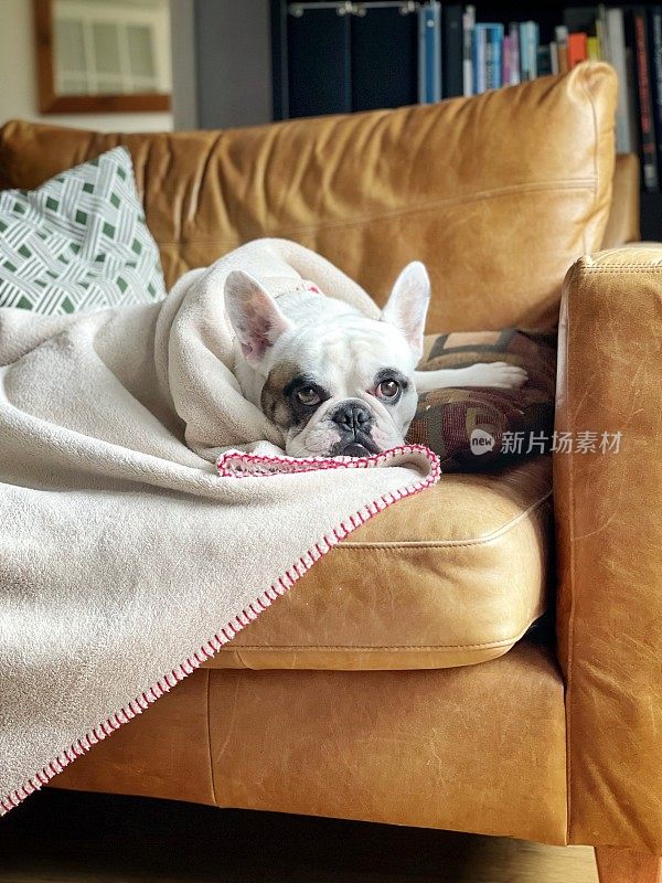 一只法国斗牛犬躺在沙发上，身上盖着羊毛毯