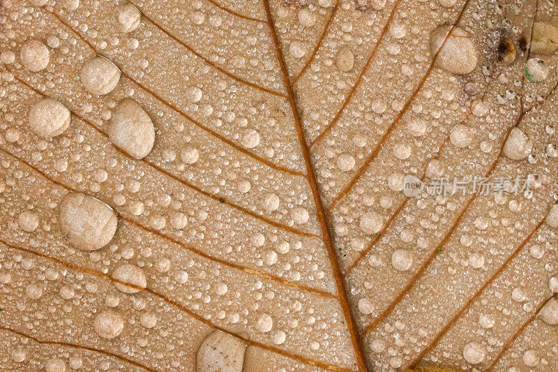 棕色树叶上的雨滴特写