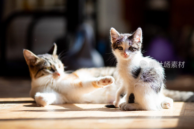 小猫和猫妈妈在地板上休息