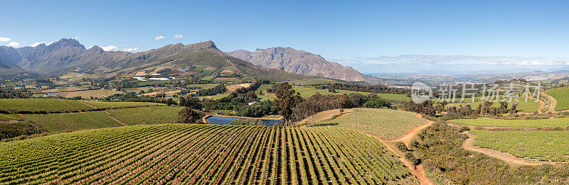 无人机拍摄的绿色葡萄园上方的Stellenbosch，开普敦