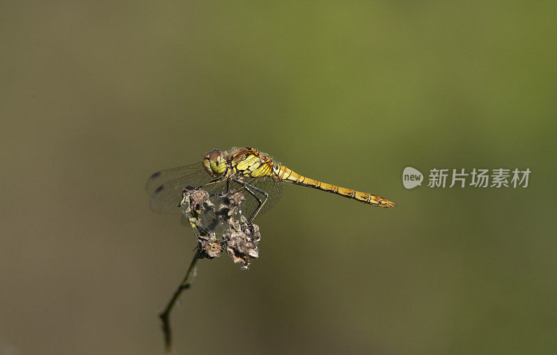 普通飞镖蜻蜓