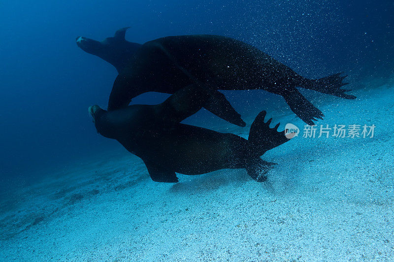 加州海狮