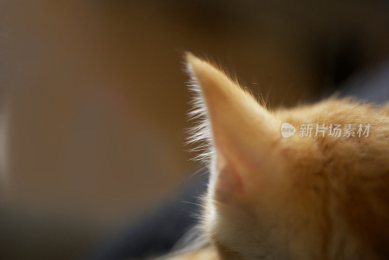 姜猫头部和耳朵的特写