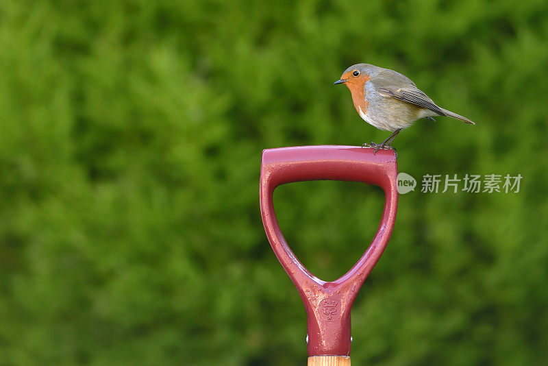 铁锹柄上的欧洲知更鸟