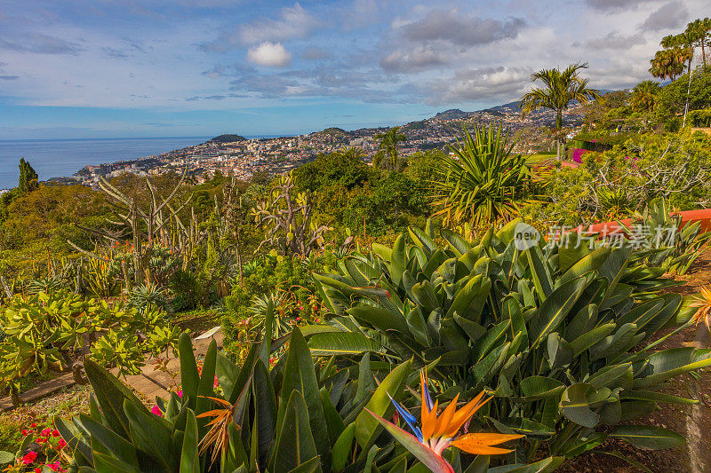 从植物园看到的Funchal