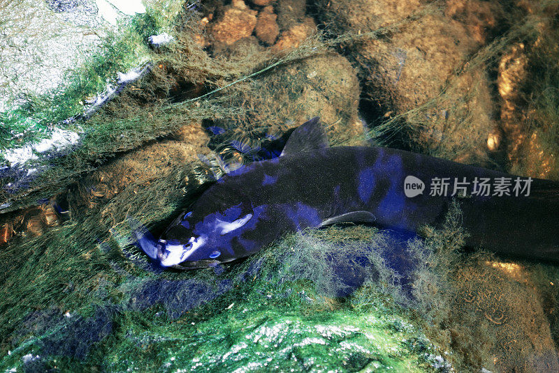 新西兰短鳍鳗(澳大利亚鳗鲡)