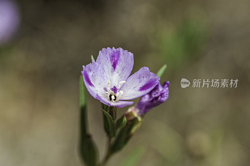 克拉基亚是一种开花植物在晚樱草花科以普通名称米勒堡克拉基亚。加州约塞米蒂国家公园。柳叶菜科。