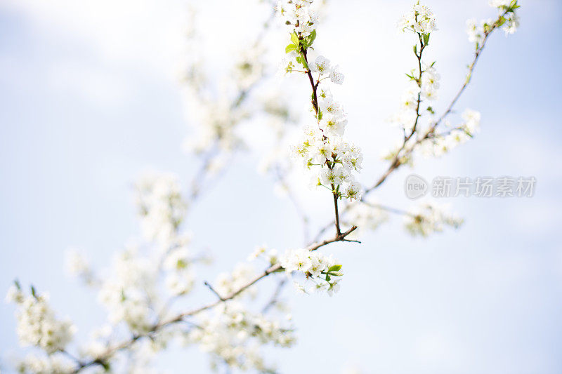 杏树开花