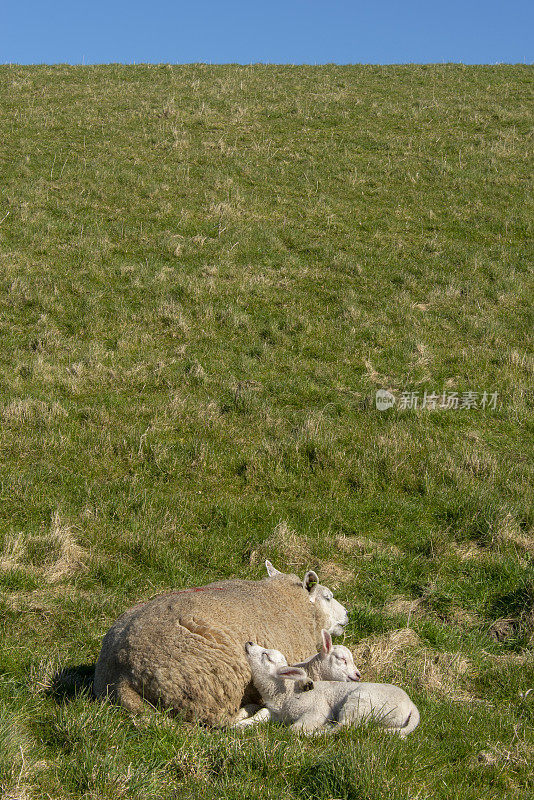 两只小羊和妈妈在一起