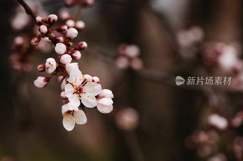 春天粉红色的花