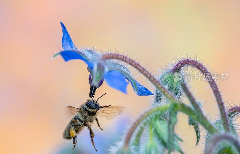 蜜蜂