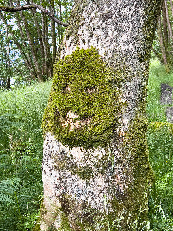 树上的苔藓做鬼脸