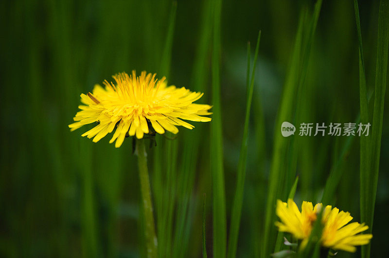 黄色的蒲公英花在绿色上