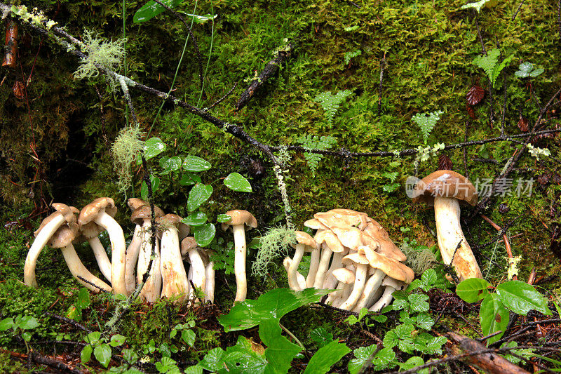 7月香格里拉山的可食用野生蘑菇