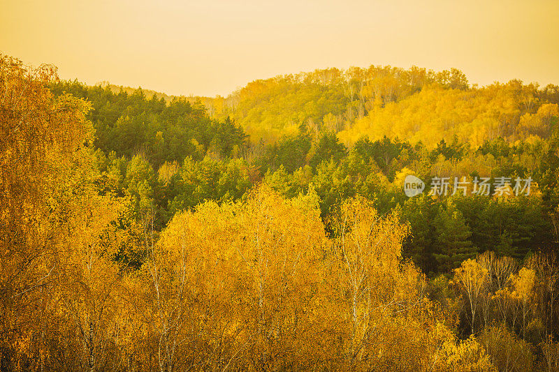 秋天的自然背景。黄色的秋叶。抽象模糊的背景。副本的空间。美丽的大自然。精灵森林。阳光明媚的一天。散焦。