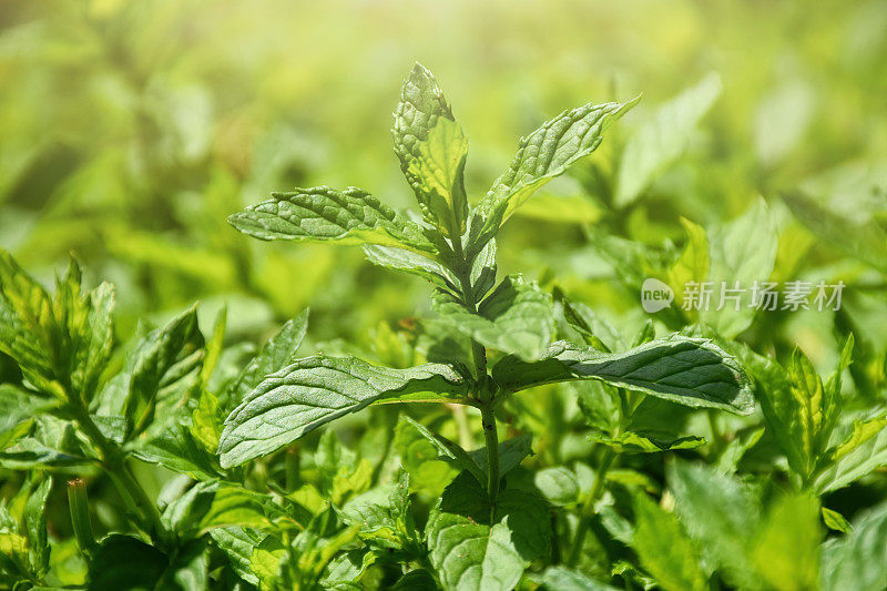 新鲜的绿色薄荷植物，薄荷植物生长在蔬菜园里