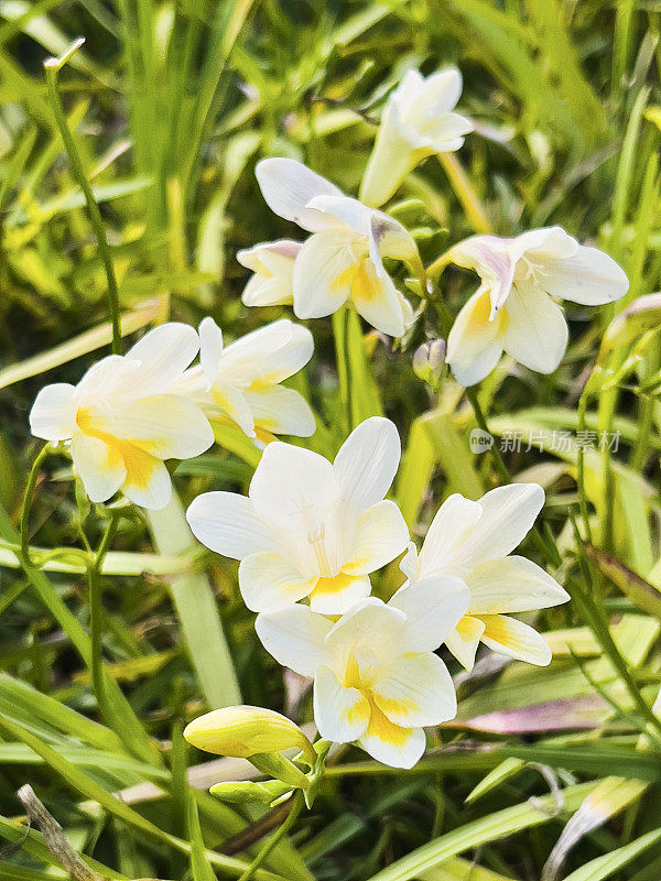 垂直小苍兰的花