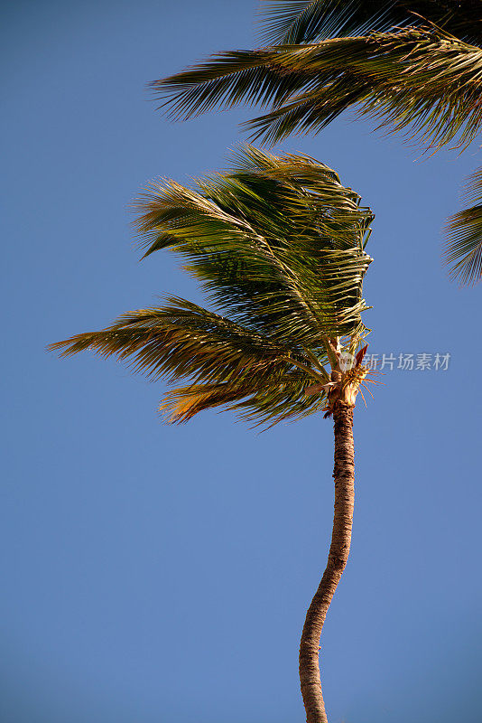 加勒比海的棕榈树
