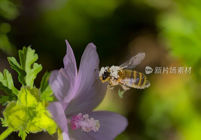 蜜蜂在粉红色的锦葵上